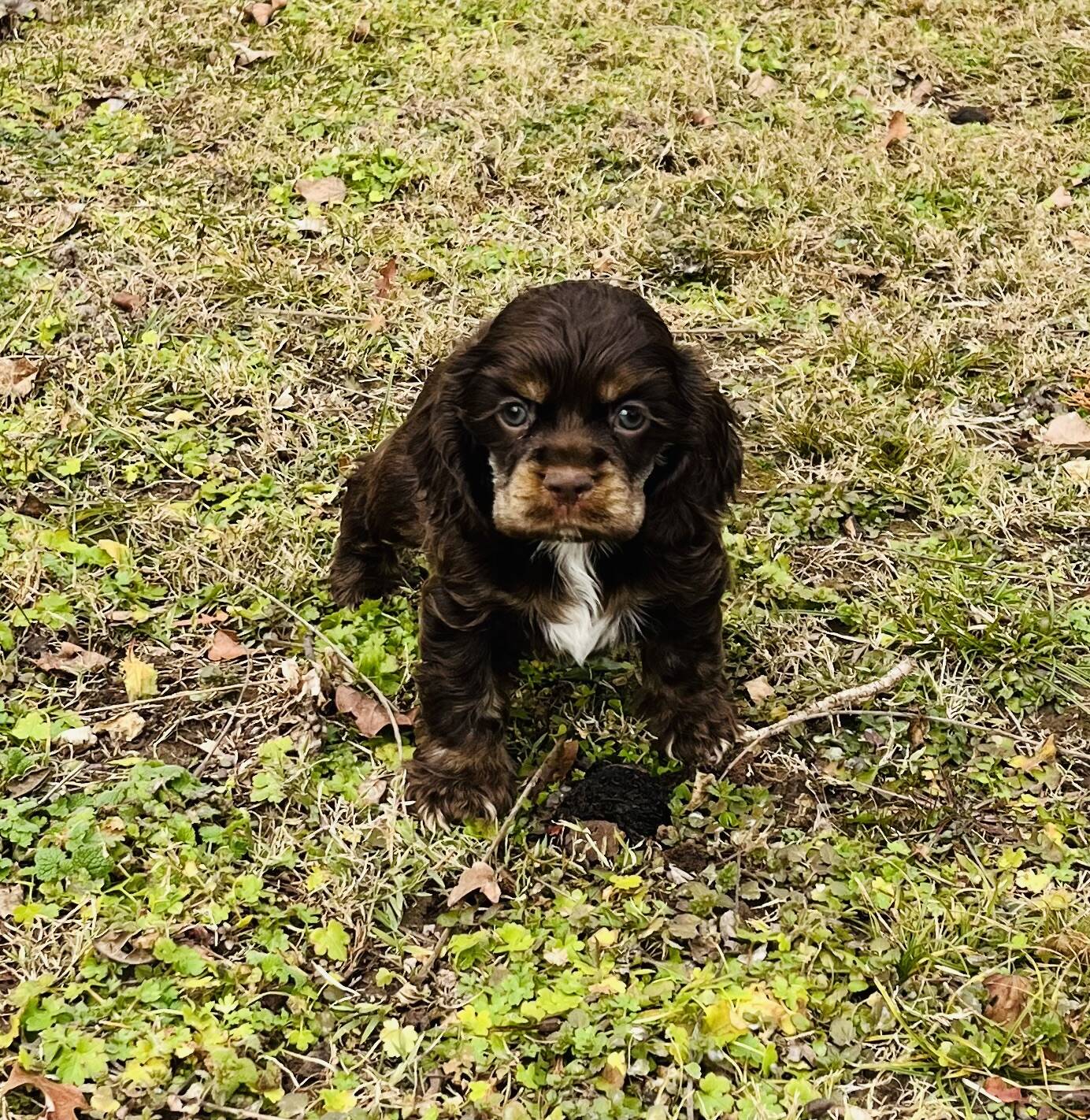 Dog Breed Working Cocker Spaniel Puppies Ready Golden Working Cocker  Spaniel Puppy High-Res Stock Photo, image size:1384x1422